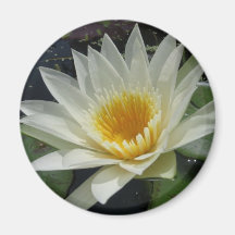 White Delight Refrigerator Magnets