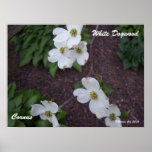 White Dogwood Poster