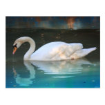 White Duck Postcard