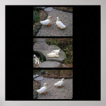 White Duck "Triptych" Poster