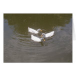 White Ducks Swimming Card