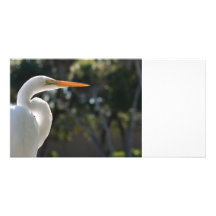 White Egret backlit looking right against trees Photo Cards