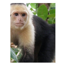 White Faced Capuccin Monkey Postcard