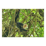 White Faced Monkey in Jungle Photographic Print