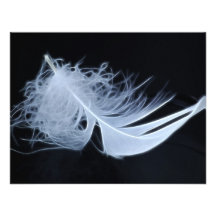 White feather - angelic by nature announcements