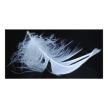 White feather - angelic by nature photo card template
