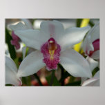 White Flower Canvas Print