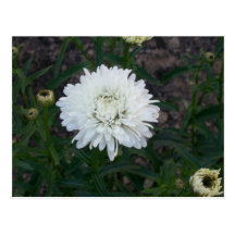White Flower Postcard