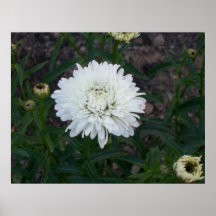 White Flower Poster