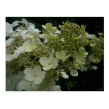 White Flowers | Postage Postcards