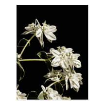 White flowers postcard