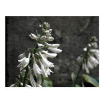 White Flowers Postcard