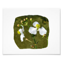 White flowers yellow centre round buds photographic print