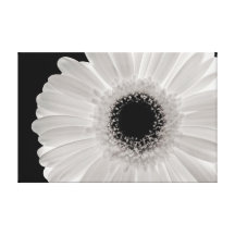 White Gerbera Flower Stretched Canvas Prints