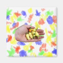 White Habanero Hot Peppers and Hand Photograp Fridge Magnet