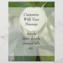 White Hellebore Flower Bud Full Color Flyer