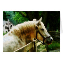 White Horse Closeup Card