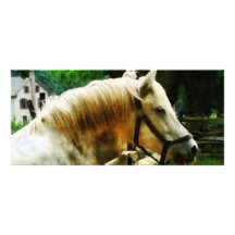 White Horse Closeup Custom Rack Card