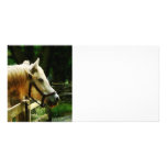 White Horse Closeup Customized Photo Card