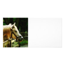 White Horse Closeup Customized Photo Card
