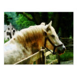 White Horse Closeup Post Cards