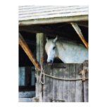White Horse in Stable Invitation