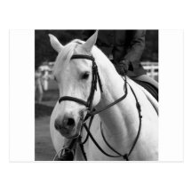 White Horse Postcards