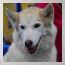 White Husky Poster