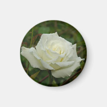 White Hybrid Tea 'Mrs. Herbert Stevens' Rose Fridge Magnet