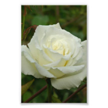 White Hybrid Tea 'Mrs. Herbert Stevens' Rose Photo Art