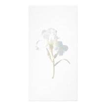 White Iris in Sunshine Customized Photo Card