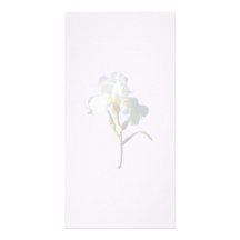White Iris in Sunshine Photo Card