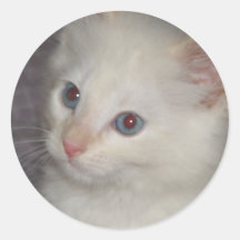 White Kitten Sticker: Your Perfect Sticker