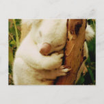 White Koala Bear