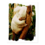 White Koala Bear Postcard