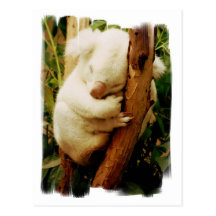 White Koala Bear Postcard