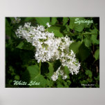White Lilac Poster Print