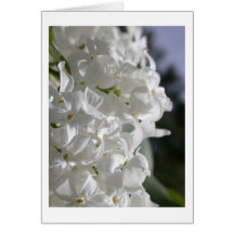 White Lilacs Cards