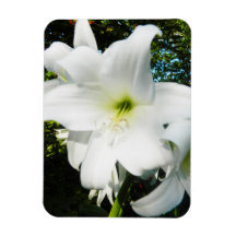 White Lilies Flexible Magnet