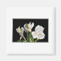 White Lilies. Magnet