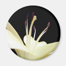 White Lily Flower Lilies Flowers Photo Magnet