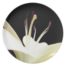 White Lily Flower Lilies Flowers Photo Plate