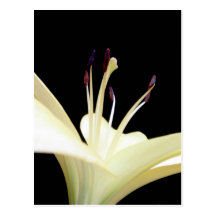 White Lily Flower Lilies Flowers Photo Post Card