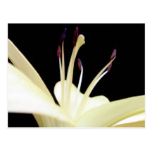 White Lily Flower Lilies Flowers Photo Post Cards