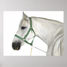 White Lipizzaner Horse Print