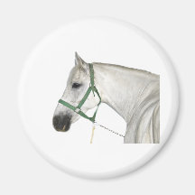 White Lipizzaner Horse Refrigerator Magnets