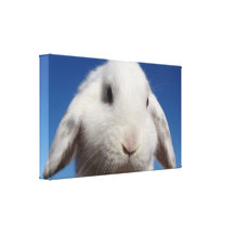 White Lop Canvas Print