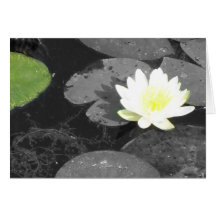 white lotus card