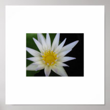 White Lotus Flower Posters