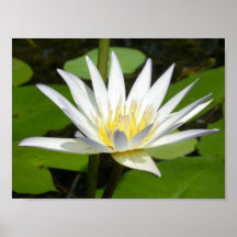 White Lotus Flower Poster